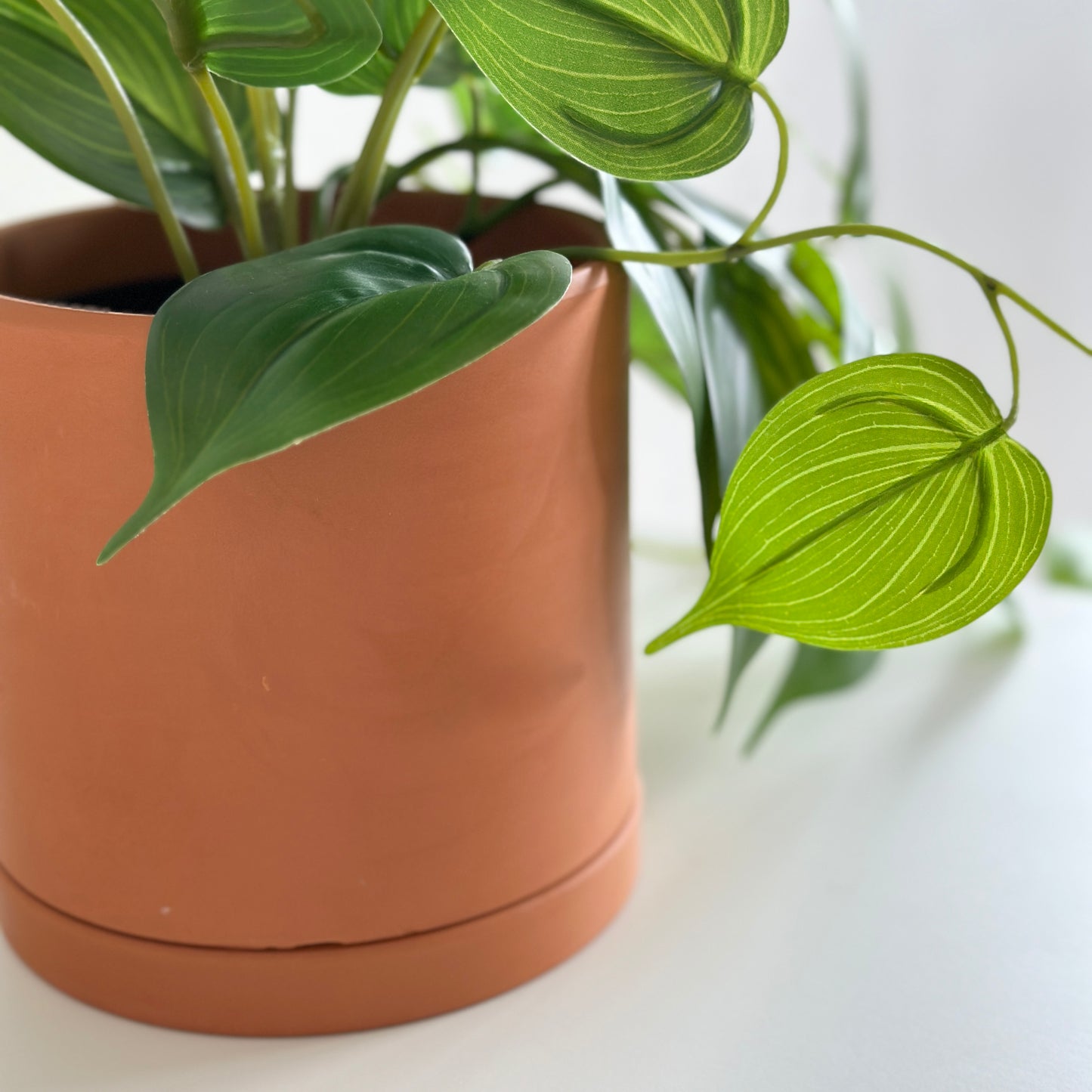 レンガ色のポットに植物が入っている様子