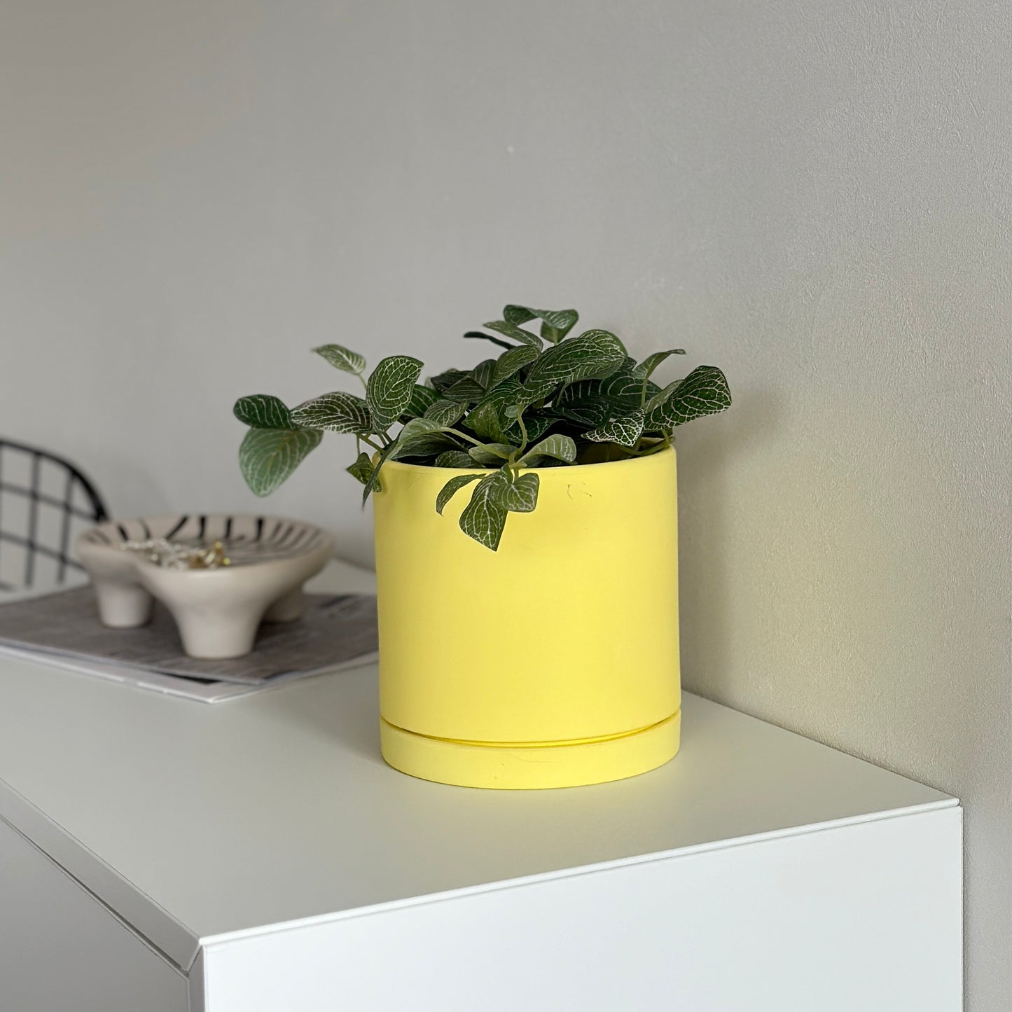 黄色のポットに植物が入っている様子