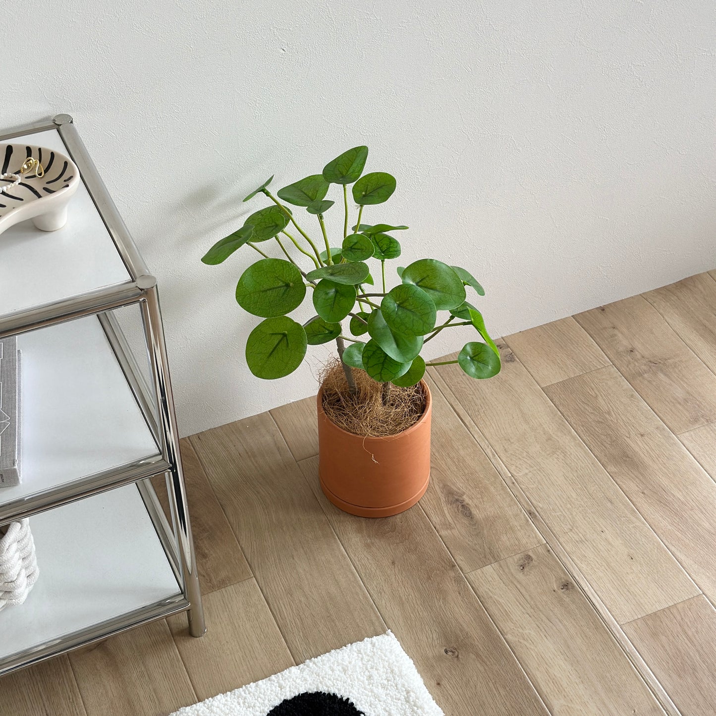 床に置かれたレンガ色のポットに植物が入っている様子