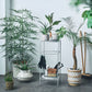 スクエアスチールラックのミニマリストな三段メタルシェルフに観葉植物と園芸用品を収納しています。
