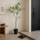 Tall green leafy fake dodan tsutsuji plant in a sleek black pot for indoor decoration