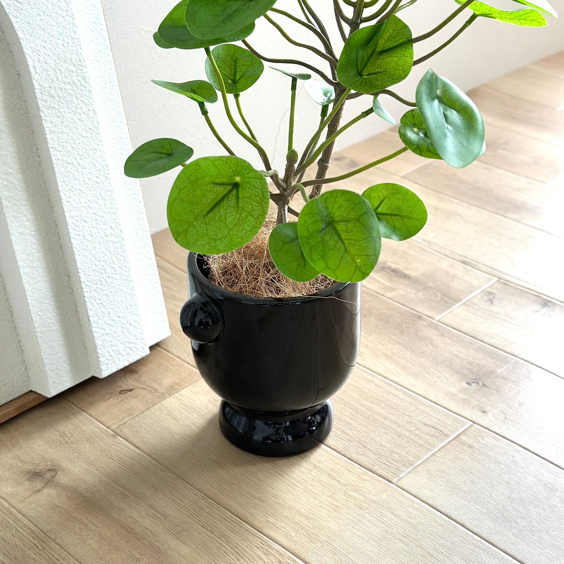 床に置かれた植物が飾られたブラックのポット