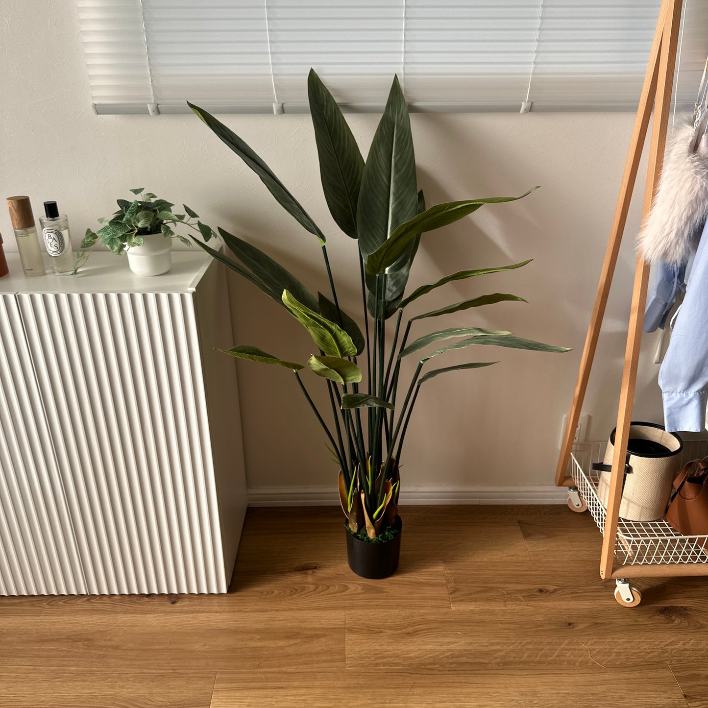 フェイクグリーンのストレリチアで黒い鉢に入った光沢のある濃い緑の葉の人工観葉植物です。