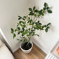 フェイクグリーンガジュマルの白いセラミック鉢に入った緑の葉と細い茶色の茎の人工植物です。
