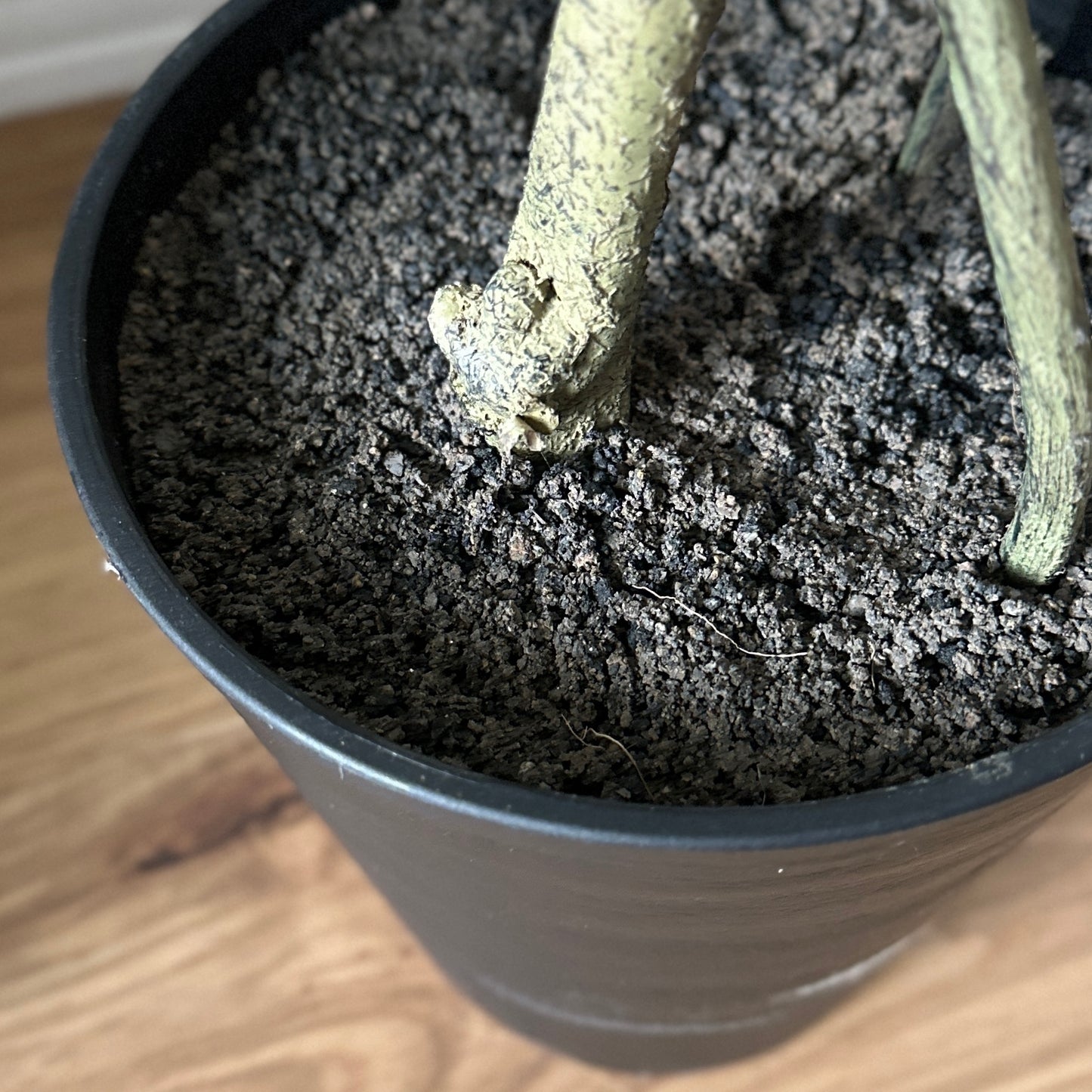 ブラックプラスチック鉢に暗い土と明るい緑色のテクスチャーの茎を持つガジュマルのフェイクグリーン。