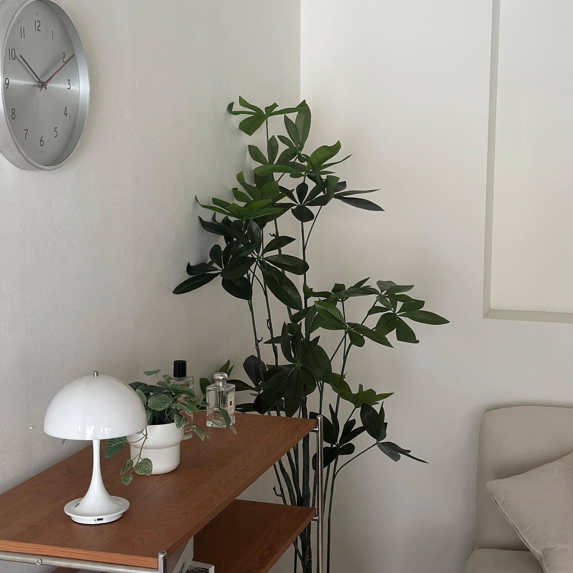 パキラのフェイクグリーン