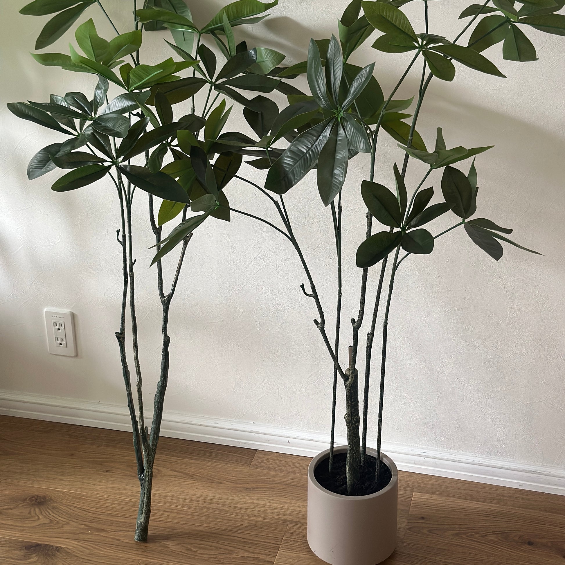 パキラのフェイクグリーンを2つ並べている様子